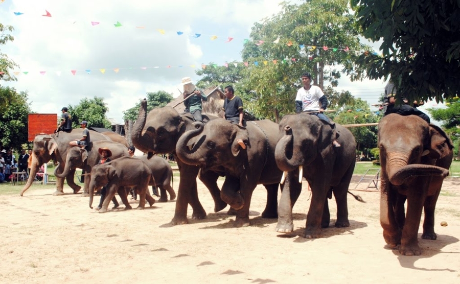 ECOCAR Car Rental Thailand Surin Elephant Village