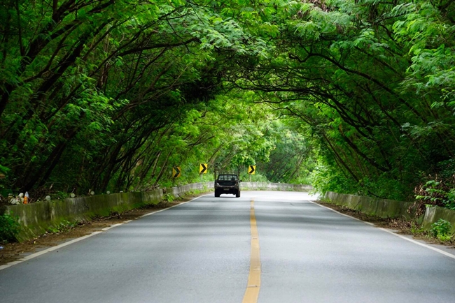 Car Rental Thailand ECOCAR Tree Tunnel
