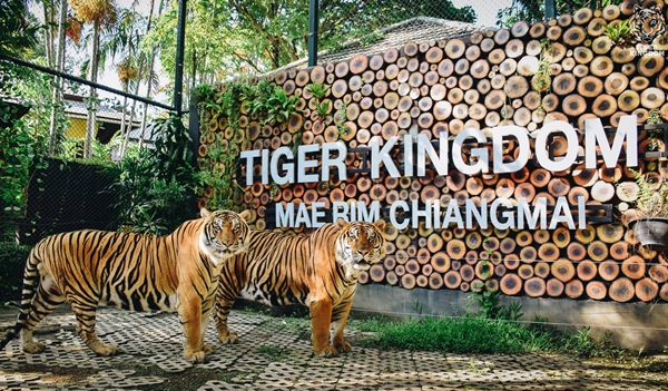 7 Attractions on Highway 107 by ECOCAR Car Rental Chiang Mai Tiger Kingdom