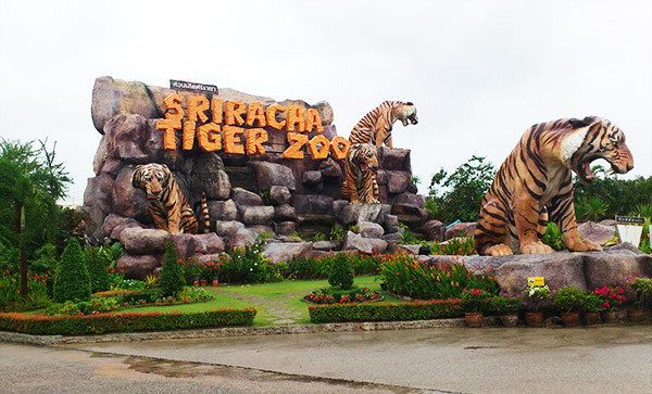 Sriracha Tiger Zoo ECOCAR Car Rental Thailand